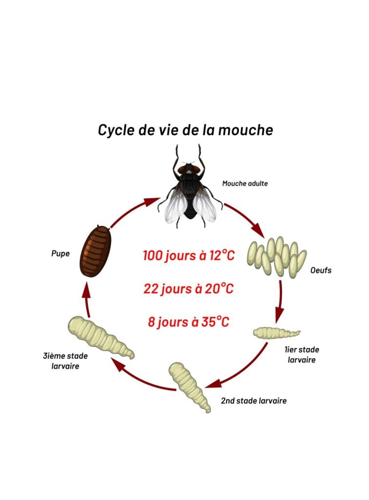 Cycle de vie de la mouche par Geosane